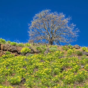 USA, Washington State. Lone Tree on hillside with spring wildflowers
