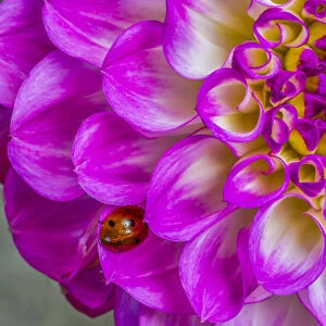 Usa, Washington State, Sammamish. Ladybug on a Dahlia