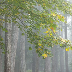 USA, Washington State, Seabeck. Bigleaf maple limbs and conifer trees in foggy Scenic