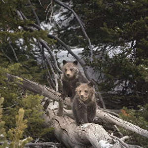 USA, Wyoming, Bridger-Teton National Forest. Grizzly bear cubs on logs