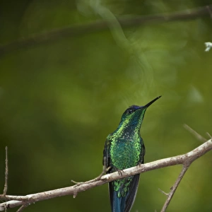 Violet-capped Woodnymph (Thalurania glaucopis) in the Tijuca Forest, part of the