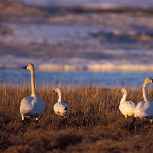 whistling swan, Cygnus columbianus, and snow geese, Chen caerulescens, along the