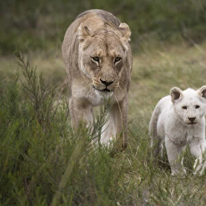 White lion (Panthera leo), Inkwenkwezi Private Game Reserve Eastern Cape, SOUTH AFRICA