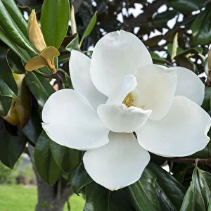 White Magnolia blossom, Florida, USA