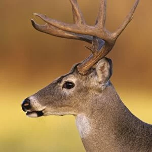 White-tailed Deer, Odocoileus virginianus, Buck, Choke Canyon State Park, Texas, USA