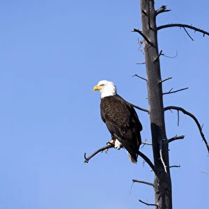 Yellowstone National Park, bald eagle perching on the limb of a dead tree