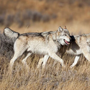 Yellowstone National Park, two gray wolves move through the dry grass