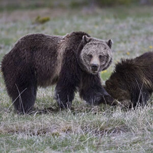 Yellowstone National Park, a grizzly bear sow digs in the grass with her cub