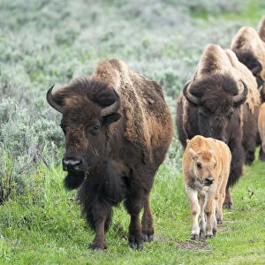 Yellowstone National Park. A group of bison cows with their calves move in a long line