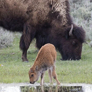 Yellowstone National Park, Lamar Valley. American bison calf stays close to its mother