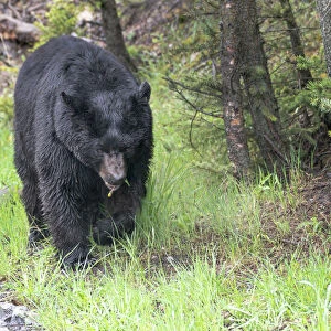 Yellowstone National Park, large black bear sow walking among the green grass of early spring