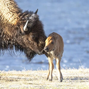 Yellowstone National Park. The newborn bison calf is wet and cold after swimming the river