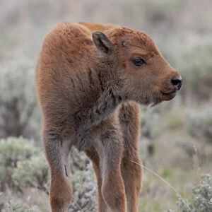 Yellowstone National Park. Portrait of a baby American bison in its orange coat