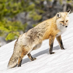 Yellowstone National Park, red fox in its spring coat walking through melting snow