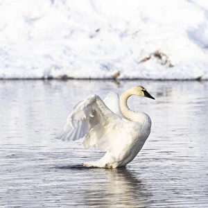Yellowstone National Park, trumpeter swan flaps its wings after preening