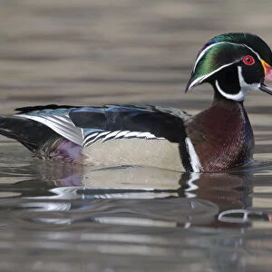 Yellowstone National Park, wood duck drake in breeding plumage floats on the river while calling