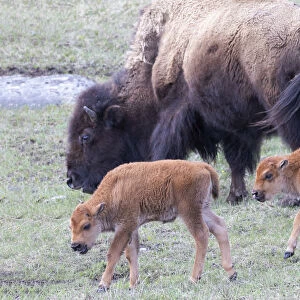 Yellowstone National Park. Young bison calves stay close to their mother