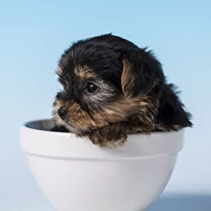 Yorkshire Terrier puppy sitting in a small bowl. (PR)