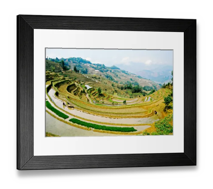 Framed Print : Asia, China, Yunnan, Yuanyang. Farm family with water buffalo work flooded rice terrace Framed Print : Asia, China, Yunnan, Yuanyang. Farm family with water buffalo work flooded rice terrace