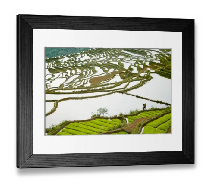 Framed Print : Asia, China, Yunnan Province, Honghe County. Farmer walks by seed rice on flooded Framed Print : Asia, China, Yunnan Province, Honghe County. Farmer walks by seed rice on flooded