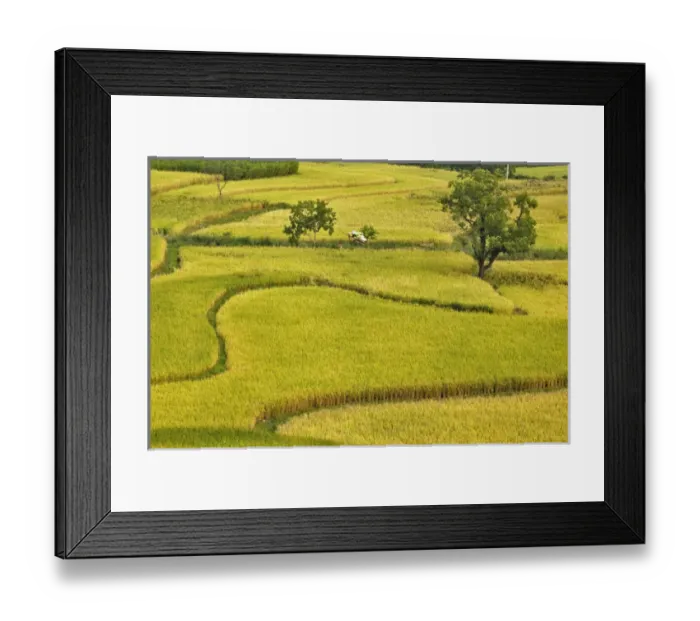 Framed Print : Pattern in rice fields, near Hongcun, China Framed Print : Pattern in rice fields, near Hongcun, China