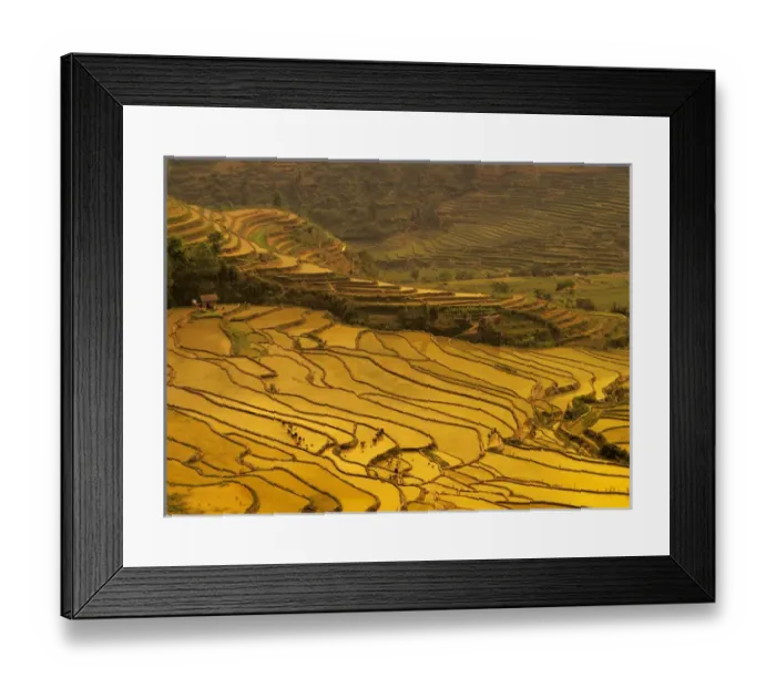 Framed Print : Asia, China, Yunnan, Luchun. Farmers plant rice in flooded terraces Framed Print : Asia, China, Yunnan, Luchun. Farmers plant rice in flooded terraces