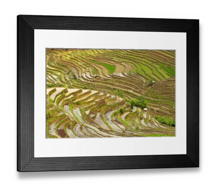 Framed Print : Asia, China, Yunnan, Jinping. Native Yi people plant flooded rice terraces near Laomeng Framed Print : Asia, China, Yunnan, Jinping. Native Yi people plant flooded rice terraces near Laomeng