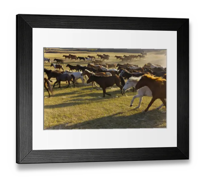 Framed Print : Horses in the ranch, Inner Mongolia, China