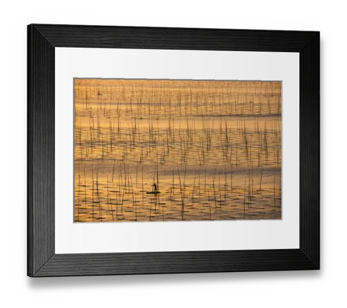 Framed Print : Boat sailing through seaweed farm with bamboo sticks for drying seaweeds, East China Sea Framed Print : Boat sailing through seaweed farm with bamboo sticks for drying seaweeds, East China Sea