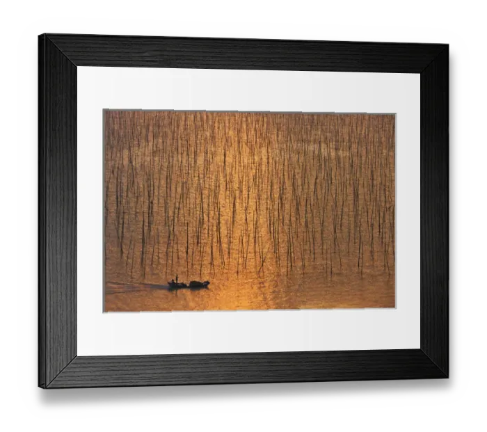 Framed Print : Boat sailing through seaweed farm with bamboo sticks for drying seaweeds, East China Sea Framed Print : Boat sailing through seaweed farm with bamboo sticks for drying seaweeds, East China Sea