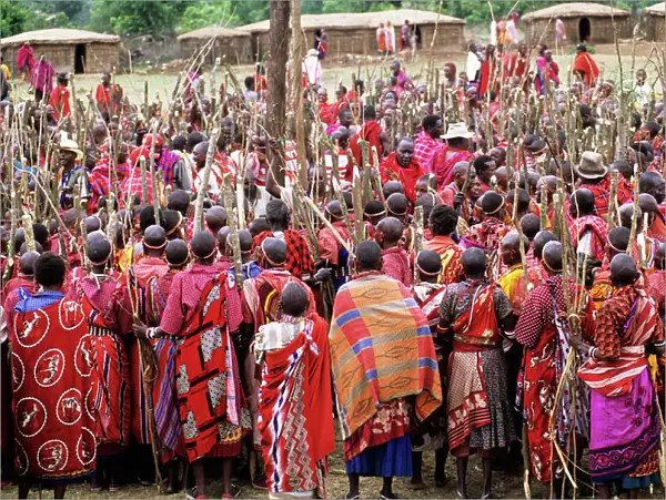 Lolgorian, Kenya. Siria Msai Manyatta; mass of women with sticks prepared ready