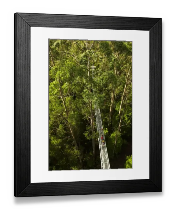 Framed Print : Otway Fly Tree Top Walk, Otway Ranges, Victoria, Australia