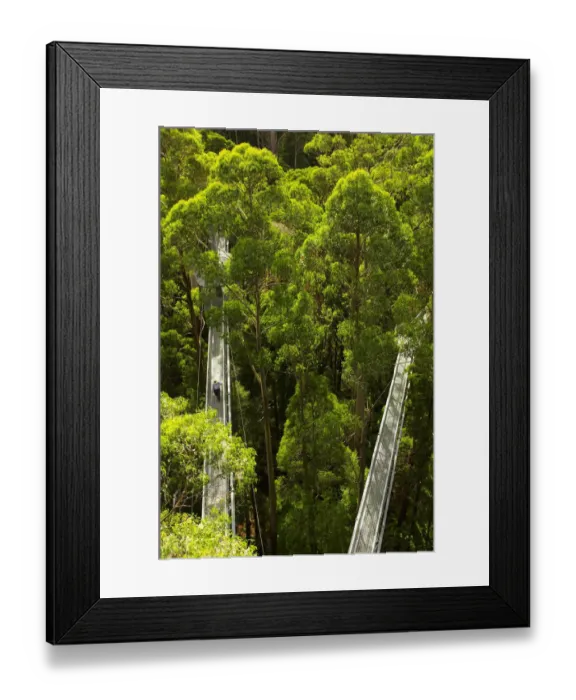 Framed Print : Otway Fly Tree Top Walk, Otway Ranges, Victoria, Australia Framed Print : Otway Fly Tree Top Walk, Otway Ranges, Victoria, Australia
