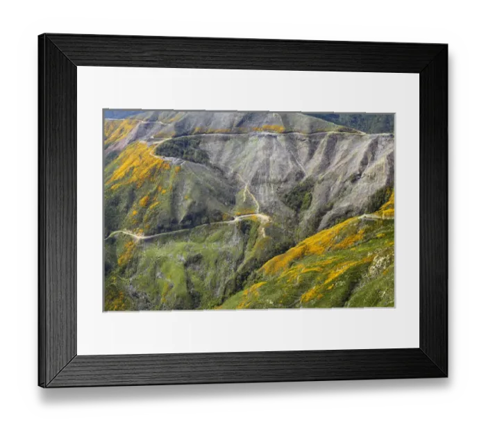 Framed Print : Recently Felled and Replanted Forestry, Marlborough Sounds, South Island, New Zealand Framed Print : Recently Felled and Replanted Forestry, Marlborough Sounds, South Island, New Zealand