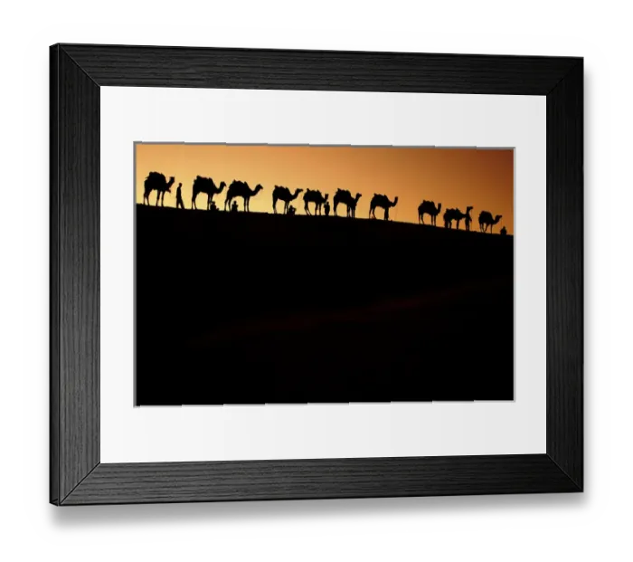 Framed Print : A group of camel herders with their camels at sunset on the sandunes in Jalsalmer