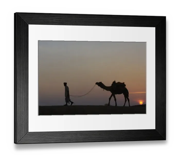 Framed Print : Pastoralists and their One-humped Arabian or Dromedary camels (Camelus dromedaries) Framed Print : Pastoralists and their One-humped Arabian or Dromedary camels (Camelus dromedaries)