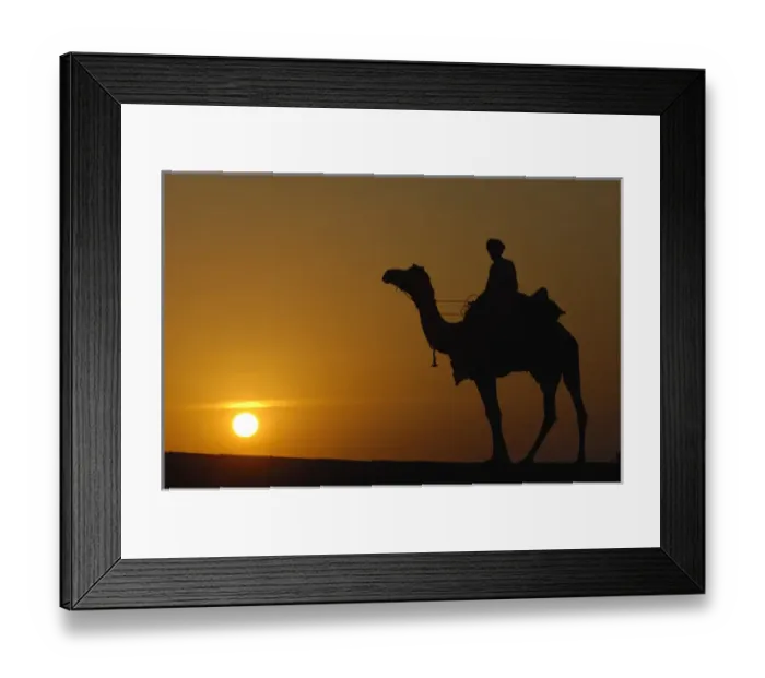 Framed Print : Pastoralists and their One-humped Arabian or Dromedary camels (Camelus dromedaries)