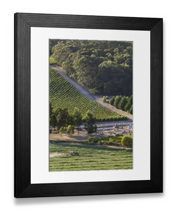 Framed Print : Australia, South Australia, Adelaide Hills, Summertown. Farmer on green tractor Framed Print : Australia, South Australia, Adelaide Hills, Summertown. Farmer on green tractor