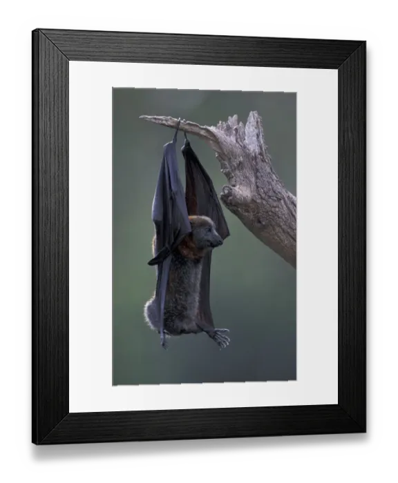 Framed Print : Australia, Queensland, Ipswich Grey-headed flying fox (Pteropus poliocephalus) Framed Print : Australia, Queensland, Ipswich Grey-headed flying fox (Pteropus poliocephalus)