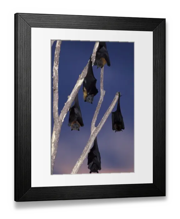 Framed Print : Australia, Queensland, Ipswich Grey-headed flying foxes (Pterobus poliocephalus) Framed Print : Australia, Queensland, Ipswich Grey-headed flying foxes (Pterobus poliocephalus)