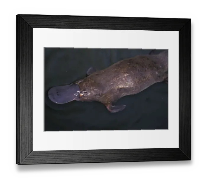 Framed Print : Australia, Queensland, Eungella National Park Platypus (Ornithorhynchus anatinus) Framed Print : Australia, Queensland, Eungella National Park Platypus (Ornithorhynchus anatinus)