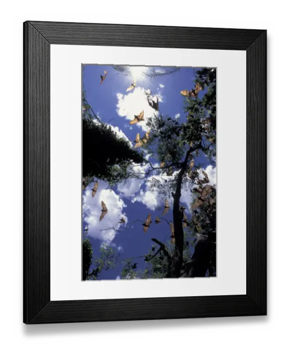 Framed Print : Australia, Queensland, Ipswich Little red flying foxes (Pterobus scapulatus) in flight
