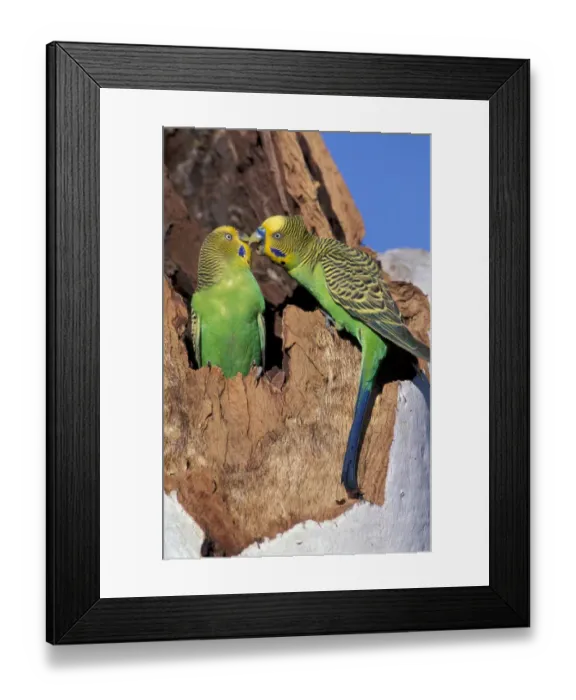 Framed Print : Australia Two budgerigars (Melopsittacus undulatus) Note: May not be sold in France