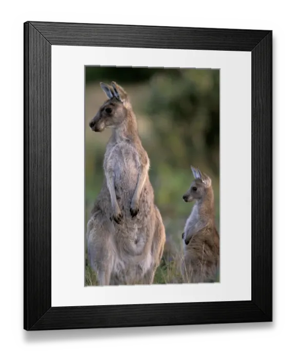 Framed Print : Australia, Wilsons Promontory National Park, Victoria Eastern grey kangaroo (Macropus Framed Print : Australia, Wilsons Promontory National Park, Victoria Eastern grey kangaroo (Macropus