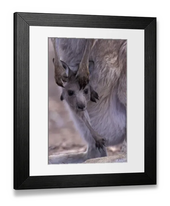 Framed Print : Australia, Wilsons Promontory National Park, Victoria Eastern grey kangaroo (Macropus Framed Print : Australia, Wilsons Promontory National Park, Victoria Eastern grey kangaroo (Macropus