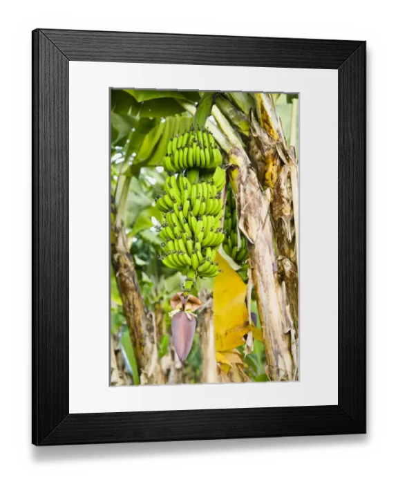 Framed Print : AUSTRALIA, Queensland, North Coast, Babinda. Detail of Banana Plant