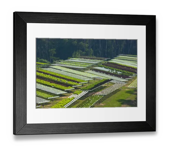 Framed Print : AUSTRALIA, Queensland, Sunshine Coast, Pomona. Terraced Fields of Macrobiotic Farm Framed Print : AUSTRALIA, Queensland, Sunshine Coast, Pomona. Terraced Fields of Macrobiotic Farm