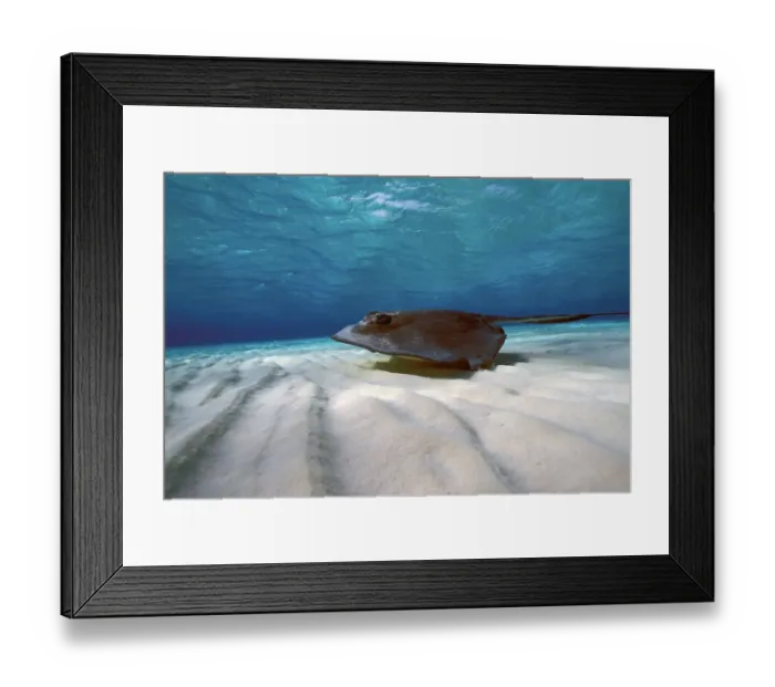 Framed Print : Caribbean, Cayman Island. Stingray