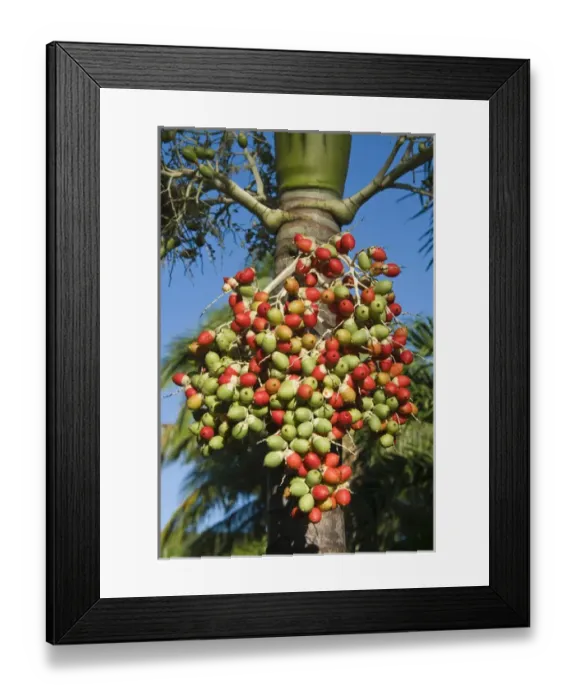Framed Print : Palm fruits, Antigua, West Indies, Caribbean, Central America Framed Print : Palm fruits, Antigua, West Indies, Caribbean, Central America