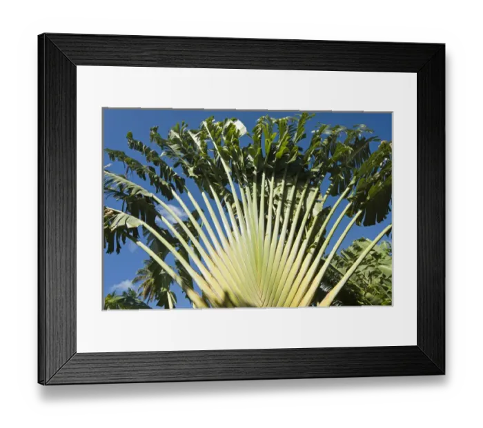 Framed Print : Ravenala Madagascariensis Palm, Travellers Tree or Travellers Palm, Antigua Framed Print : Ravenala Madagascariensis Palm, Travellers Tree or Travellers Palm, Antigua